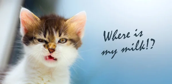 Vexed Cat; mad kitten face; Where is my milk? — Stock Photo, Image