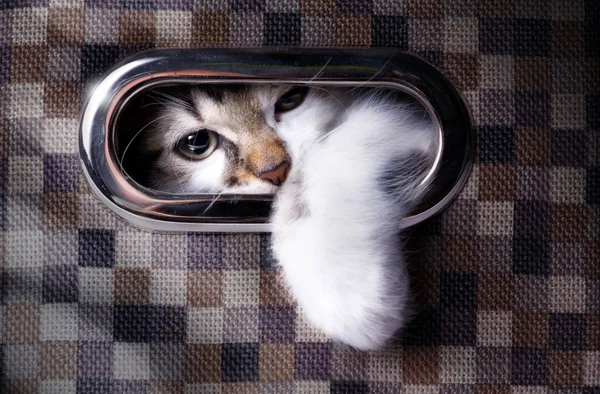 A cat plays hide and seek; Cute cat in  box — Stock Photo, Image