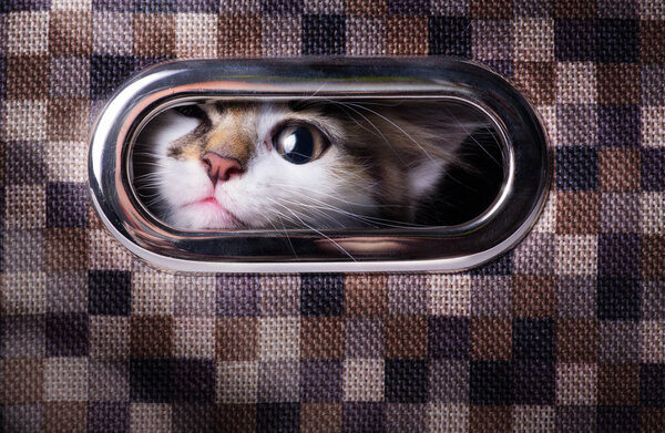 Искусство испугало и удивило Серую кошку, смотрящую вверх с коробкой
