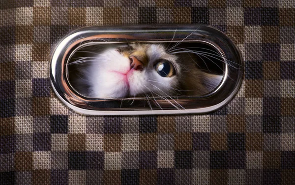 Art frightened and surprised Gray cat looking up with  box — Stock Photo, Image