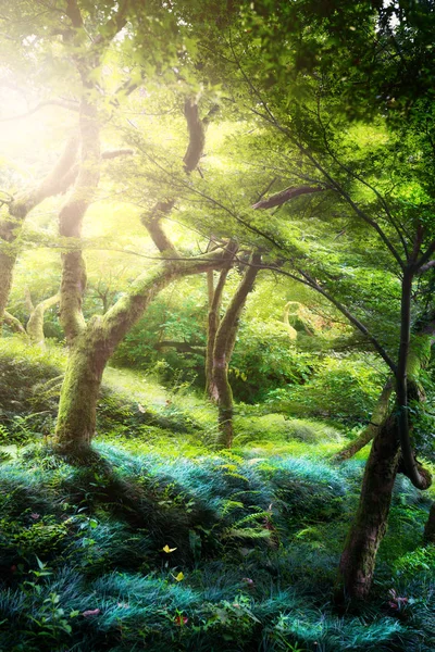 Vackra fridfulla landskapet; Gamla träd i gamla magiska parken — Stockfoto