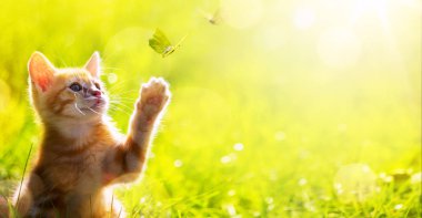 Sanat mutlu kedi yavrusu; Şirin kedi bir kelebek ile çalış