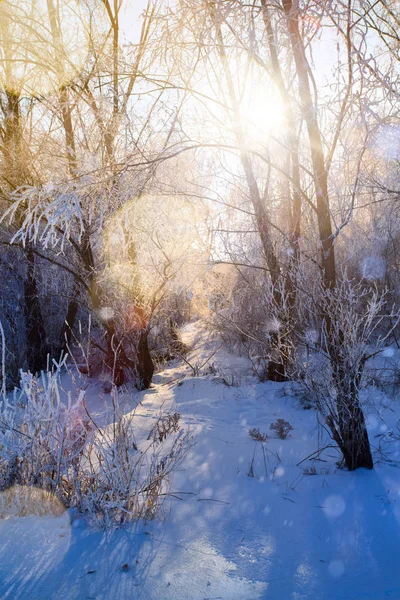 Kerst achtergrond met besneeuwde dennenbomen — Stockfoto