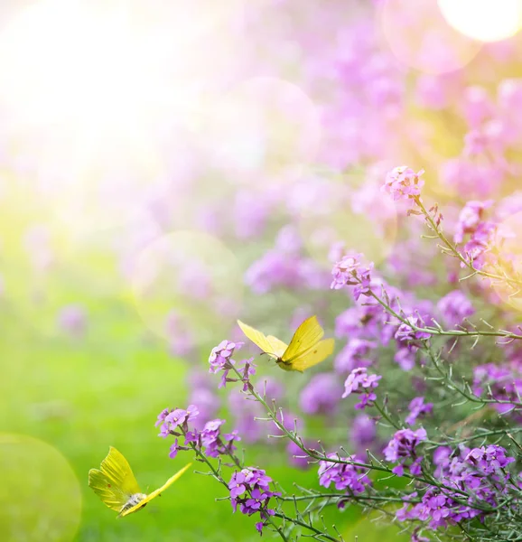 抽象的な春背景;春の花と蝶 — ストック写真