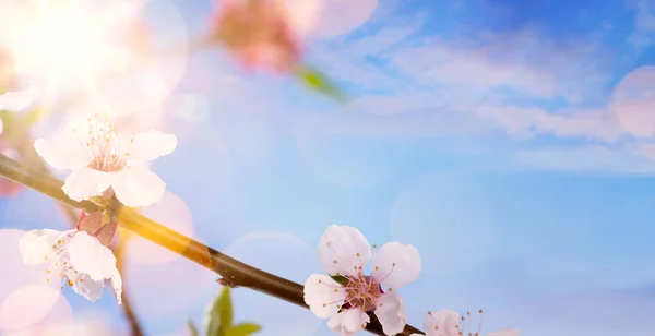 Spring flower background; happy Easter landscape — Stock Photo, Image