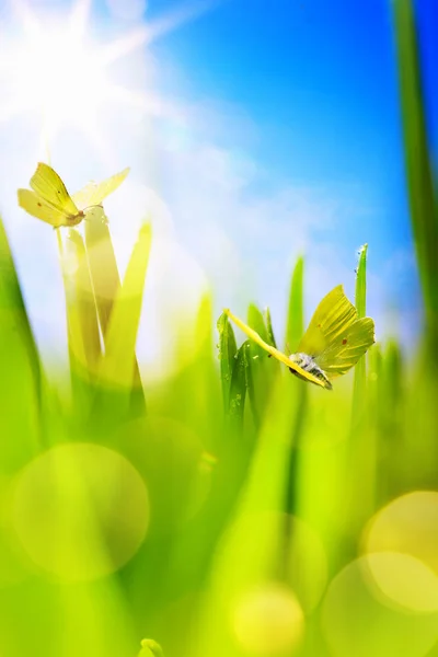 Abstrakter Frühlingshintergrund; Frühlingsgras und Schmetterling — Stockfoto