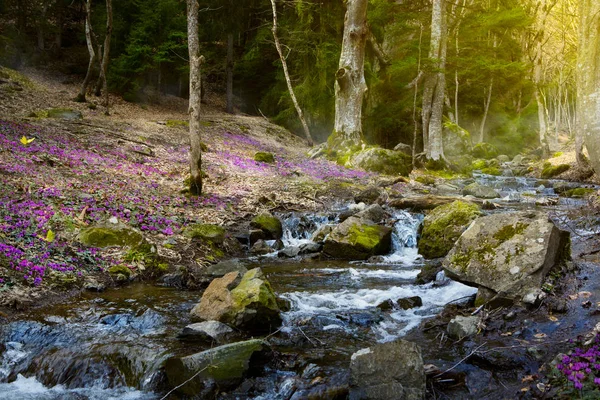 Floreciente bosque de primavera; arroyo de montaña y flores de primavera — Foto de Stock