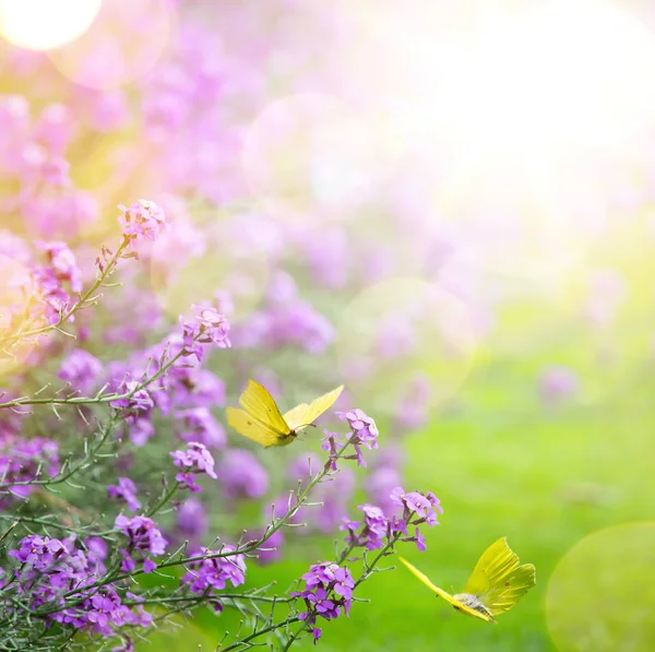 Frühlingsblume und Schmetterling; abstrakter Frühlingshintergrund; — Stockfoto