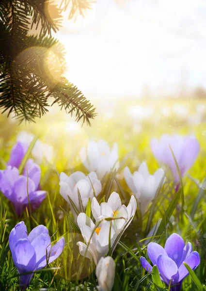 Flores de primavera; Feliz día de Pascua ; —  Fotos de Stock