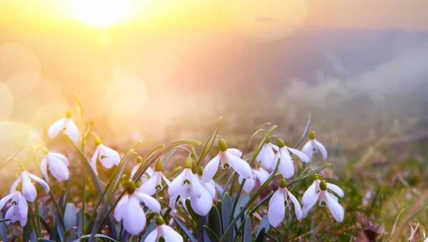 Abstrakt natur våren bakgrund; Snowdrop vårblomma — Stockfoto