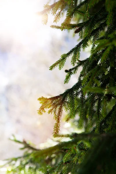 モミの木の枝。冬の自然風景 — ストック写真