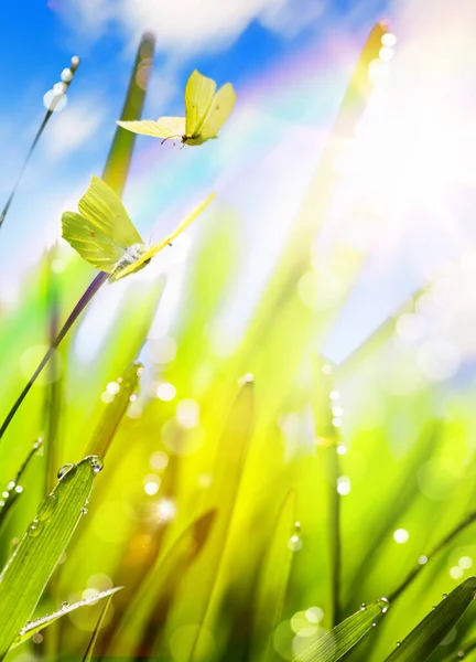 Primavera sfondo con erba fresca e volare farfalla contro il cielo — Foto Stock