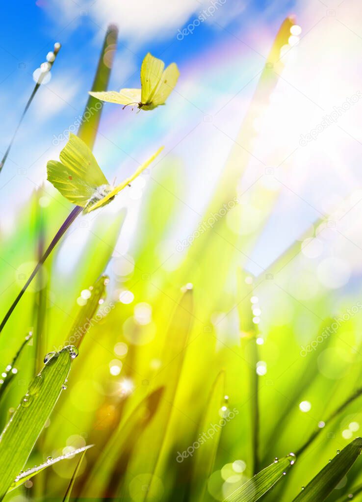 Spring background with fresh grass and fly butterfly against sky