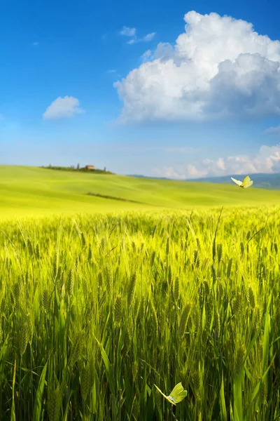 Italië lente landschap landschap, groene landbouwgrond boven de blauwe hemel — Stockfoto