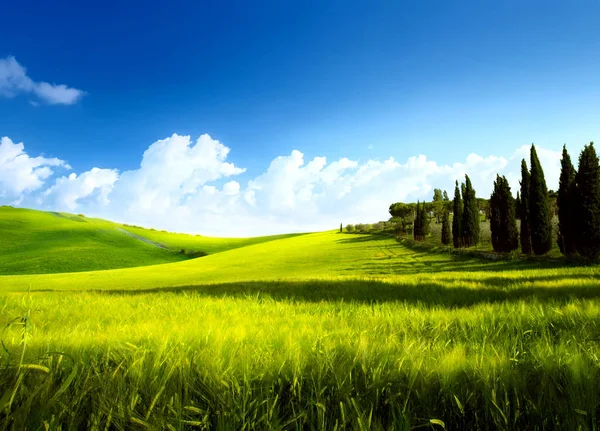 美しい畑とヒノキのある春の田園風景 — ストック写真