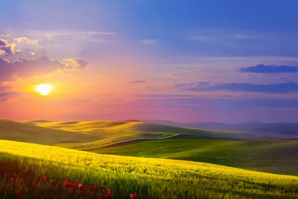 Beautiful nature countryside landscape; spring flowering field o — Stock Photo, Image