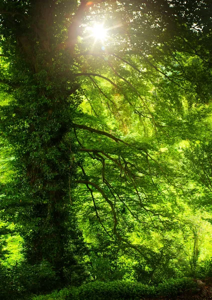 Abstracto primavera viejo árbol verde fondo; Hermoso lan natural — Foto de Stock