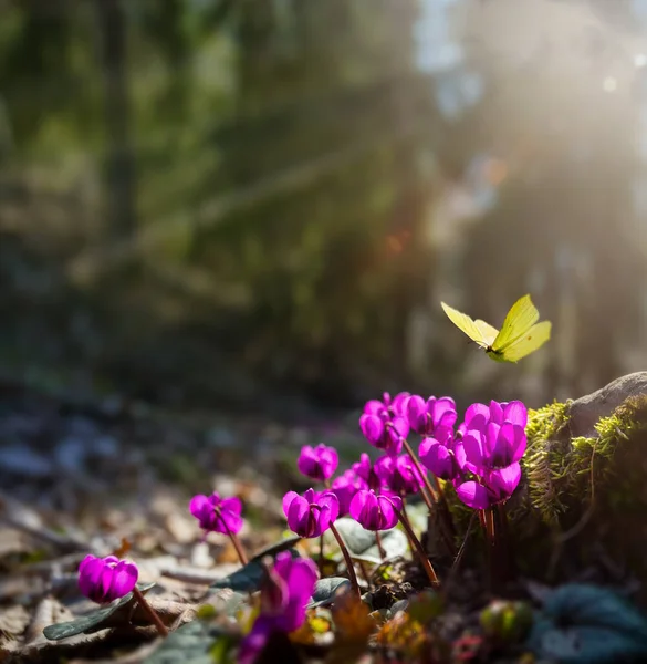 Arte Bela flor rosa selvagem fresca manhã de primavera na natureza e — Fotografia de Stock