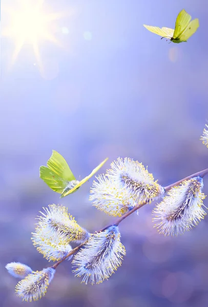 Искусство Весна Цветущие Границы Дерева Весенний Цветочный Фон Белым Цветом — стоковое фото
