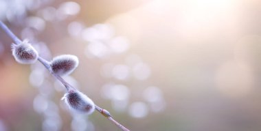 art Closeup springtime floral background; willow blooming tree in spring on sunny bokeh  background. 