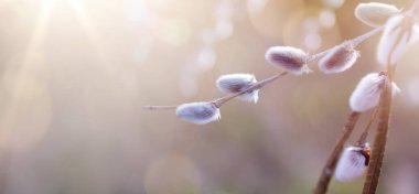 art beautiful springtime floral background; blooming willow tree in spring on sunny bokeh  background. 