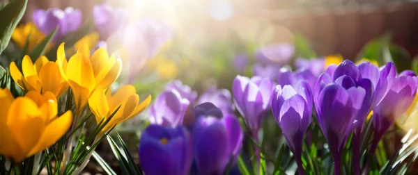 Arte Hermoso Fondo Floral Primavera Floreciente Jardín Flores Primavera Sobre — Foto de Stock