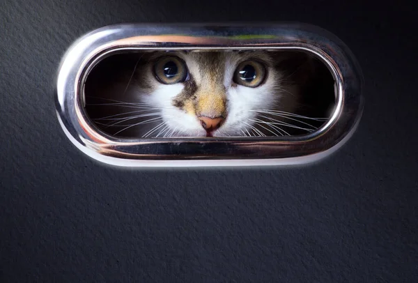 Scared Kitten Locked Quarantined His House — Stock Photo, Image