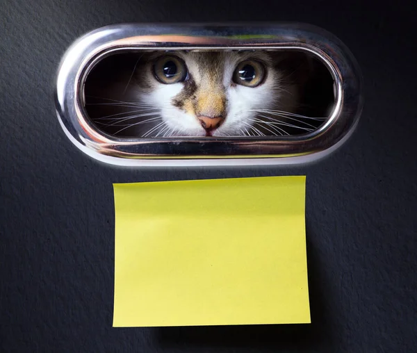 Stay Home Scared Kitten Locked Quarantined His House — Stock Photo, Image