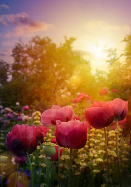 ลปะ ดอกไม ใบไม สวยงาม นหล งสวนดอกไม — ภาพถ่ายสต็อก