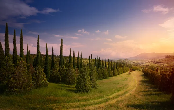 Italia Paesaggio Campagna Con Ulivi Cipressi Sulla Montagna Tappetino — Foto Stock