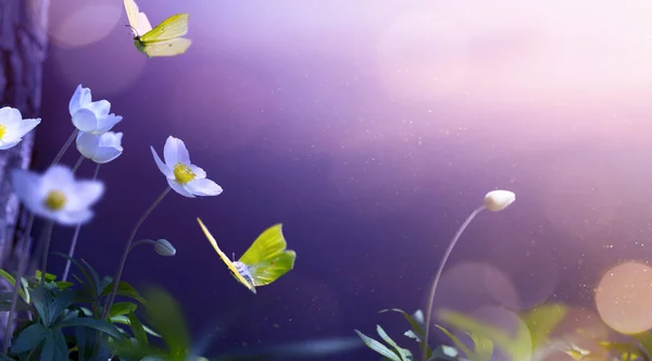 Frühling Oder Sommer Blumen Natur Hintergrund Mit Fliege Schmetterling Und — Stockfoto