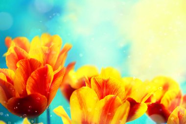 Mavi gökyüzüne karşı kırmızı lale çiçekleri olan bahar doğası çiçekleri.