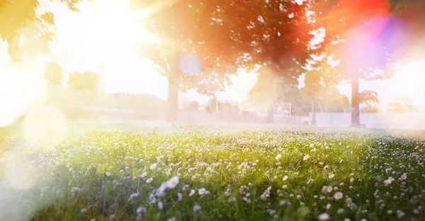 Paesaggio Naturale Primaverile Floreale Con Fiori Bianchi Selvatici Sulla Luce — Foto Stock