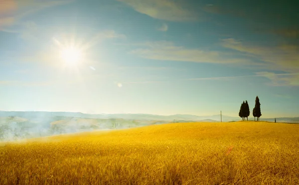 Панорамный Вид Итальянский Тосканский Пейзаж Пшеничного Поля Ушей Желтых Холмов — стоковое фото