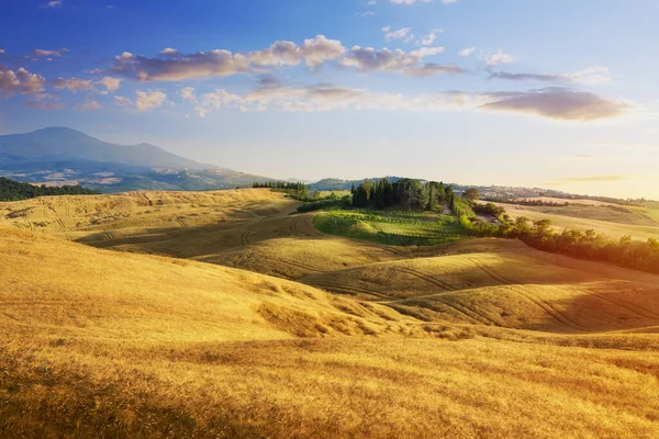 Panoramisch Uitzicht Het Italiaanse Toscane Zomer Landschap Van Gele Tarwe — Stockfoto