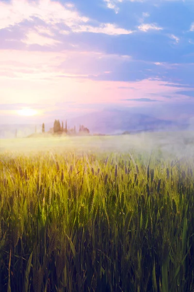 Όμορφο Καλοκαίρι Ιταλική Τοσκάνη Countryside Τοπίο — Φωτογραφία Αρχείου