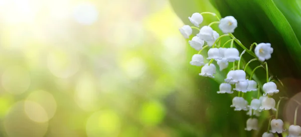 Arte Astratta Primavera Sfondo Con Fiori Bianchi Freschi — Foto Stock