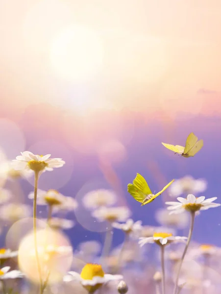 Konst Blommande Blomsteräng Sommaren Solnedgång Himmel Bakgrund Vacker Sommar Kamomill — Stockfoto