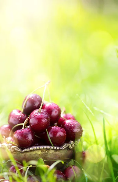 Healthy Organic Summer Food Harvest Fresh Cherry Fruit Green Grass — Stock Photo, Image