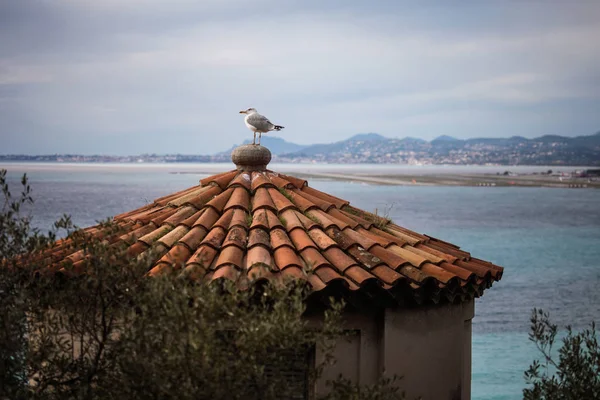 N eski binanın çatısında ringa martı (Larus argentatus) — Stok fotoğraf