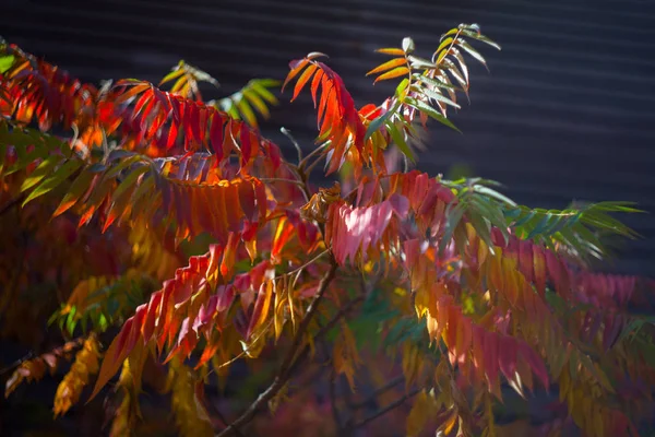 Taghorn sumac (Rhus typhina) com folhas coloridas no outono — Fotografia de Stock