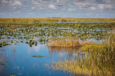 Marsh Everglades Milli Parkı'nda, Flo ile tekne turu