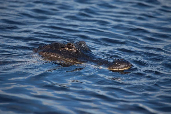 Amerikansk alligator (A. mississippiensis) — Stockfoto