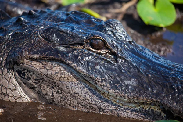 Amerikansk alligator (A. mississippiensis) — Stockfoto