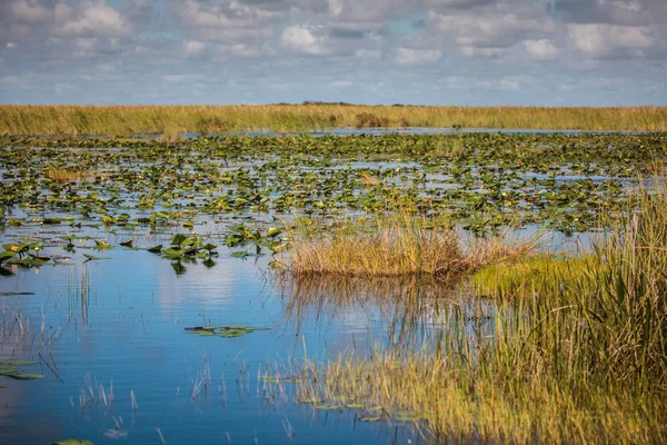 Marsh Everglades Milli Parkı'nda, Flo ile tekne turu — Stok fotoğraf