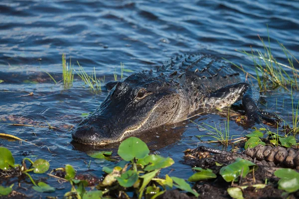 Amerikaanse alligator (A. mississippiensis) Stockfoto