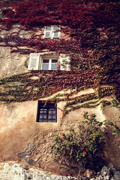 美しいエズ村でそれを bindweeds と古代壁 — ストック写真