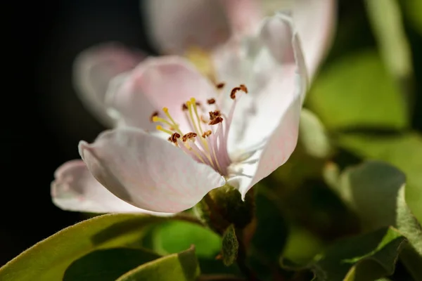 The quince (Cydonia oblonga), blooming — Stock Photo, Image