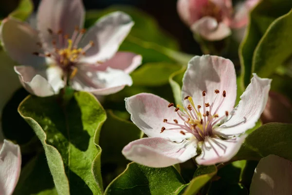 The quince (Cydonia oblonga), blooming — Stock Photo, Image