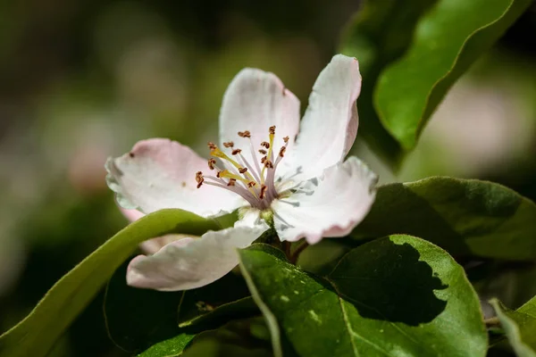 The quince (Cydonia oblonga), blooming — Stock Photo, Image
